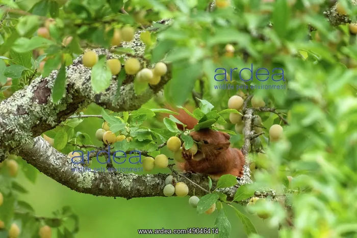 : RED SQUIRREL : RED SQUIRREL