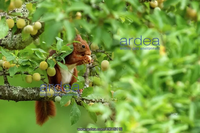 : RED SQUIRREL : RED SQUIRREL
