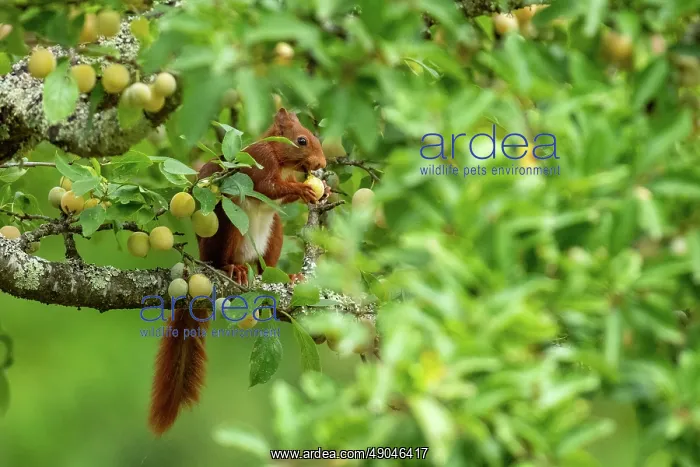: RED SQUIRREL : RED SQUIRREL