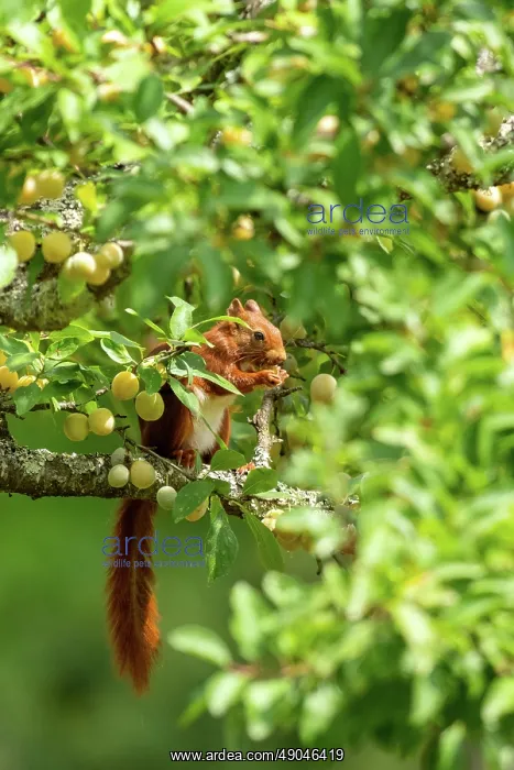 : RED SQUIRREL : RED SQUIRREL