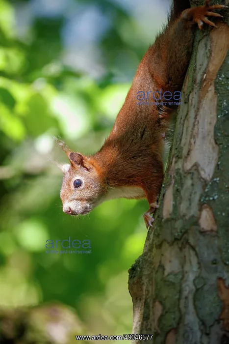 : RED SQUIRREL : RED SQUIRREL