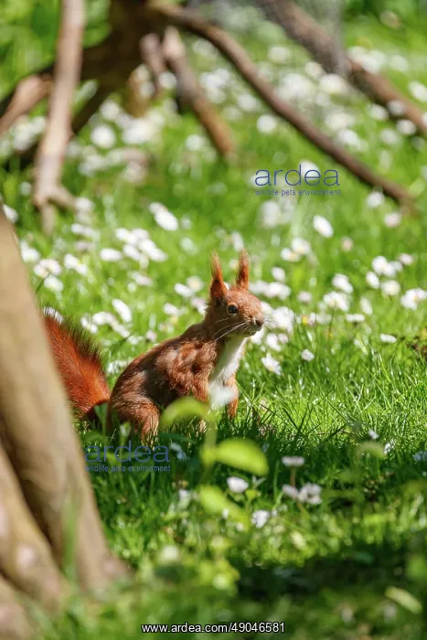 : RED SQUIRREL : RED SQUIRREL