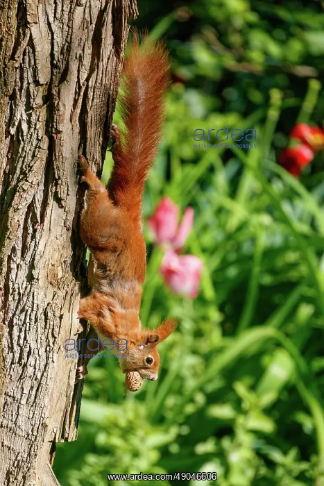 : RED SQUIRREL : RED SQUIRREL