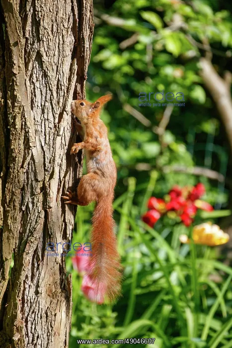 : RED SQUIRREL : RED SQUIRREL