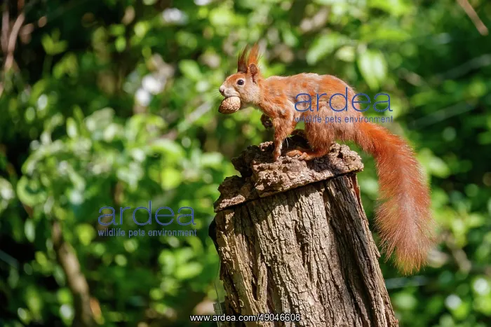 : RED SQUIRREL : RED SQUIRREL