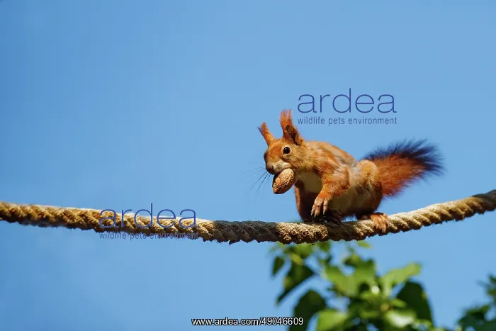: RED SQUIRREL : RED SQUIRREL