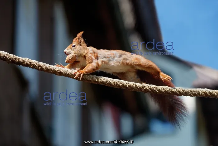 : RED SQUIRREL : RED SQUIRREL