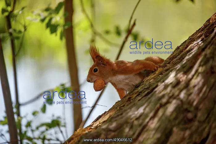 : RED SQUIRREL : RED SQUIRREL