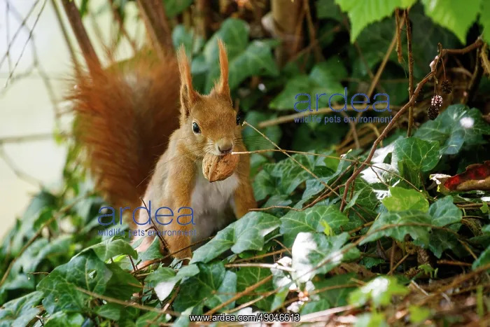 : RED SQUIRREL : RED SQUIRREL