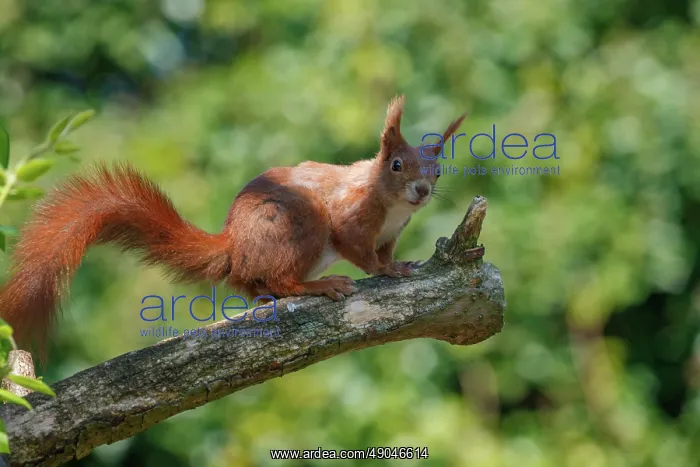 : RED SQUIRREL : RED SQUIRREL