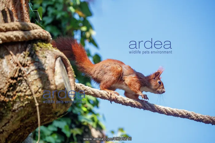 : RED SQUIRREL : RED SQUIRREL