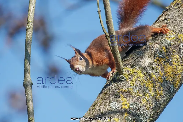 : RED SQUIRREL : RED SQUIRREL