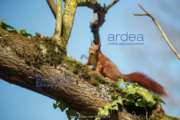 : RED SQUIRREL : RED SQUIRREL