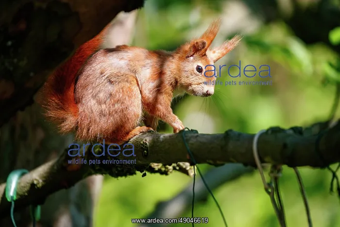 : RED SQUIRREL : RED SQUIRREL