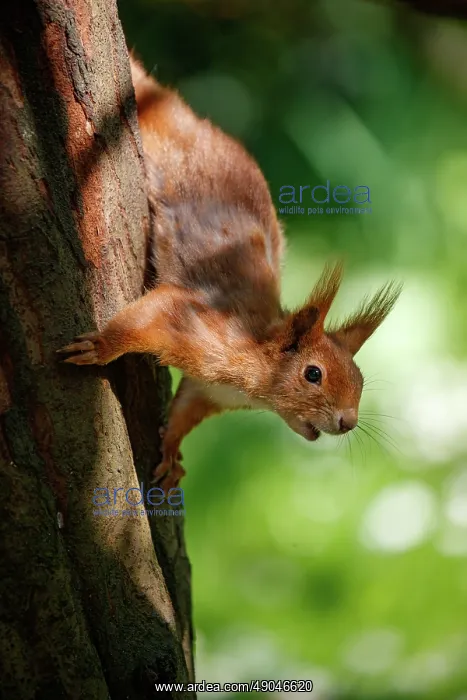 : RED SQUIRREL : RED SQUIRREL