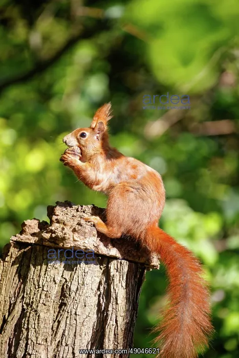: RED SQUIRREL : RED SQUIRREL