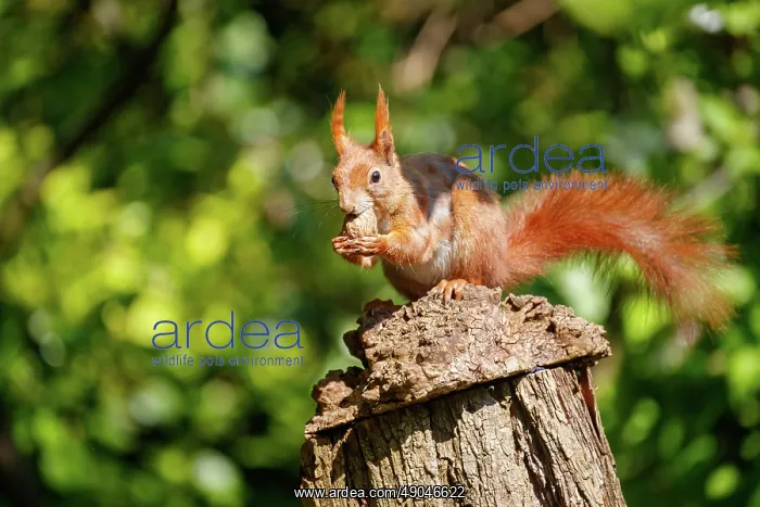 : RED SQUIRREL : RED SQUIRREL