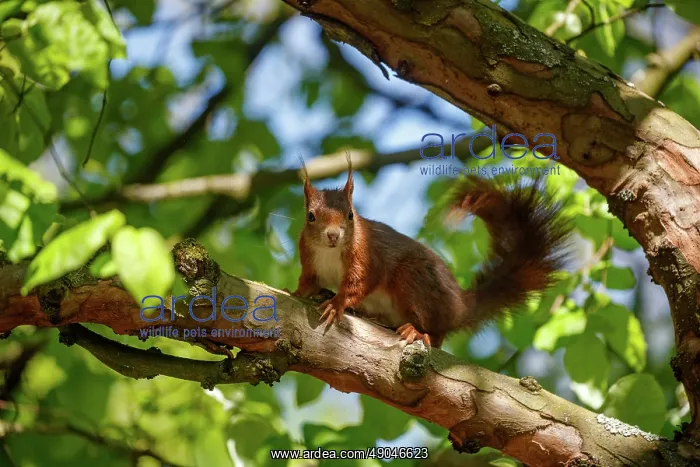 : RED SQUIRREL : RED SQUIRREL