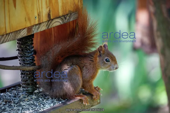 : RED SQUIRREL : RED SQUIRREL