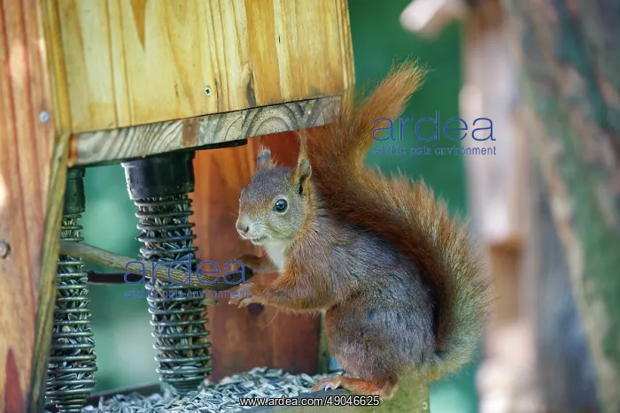 : RED SQUIRREL : RED SQUIRREL