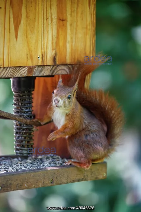 : RED SQUIRREL : RED SQUIRREL