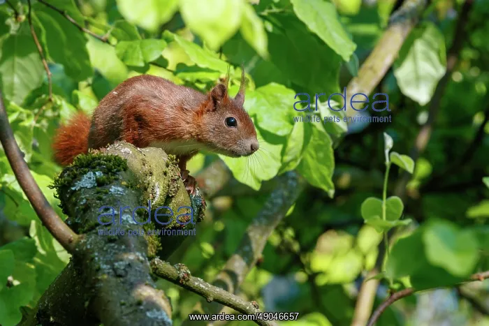 : RED SQUIRREL : RED SQUIRREL