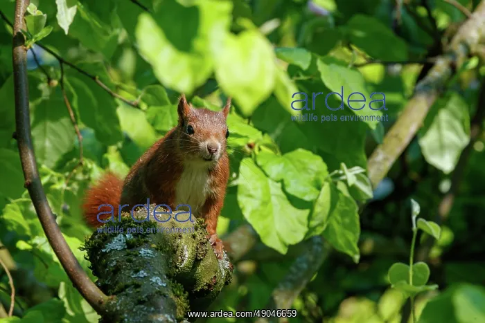 : RED SQUIRREL : RED SQUIRREL