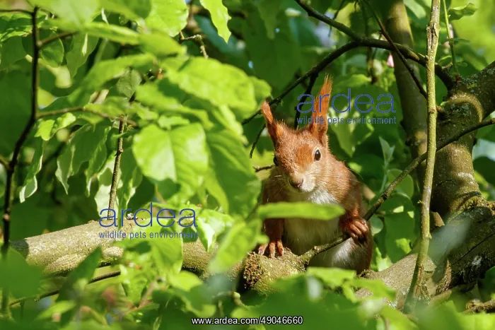 : RED SQUIRREL : RED SQUIRREL