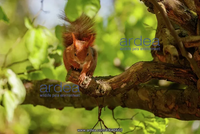 : RED SQUIRREL : RED SQUIRREL