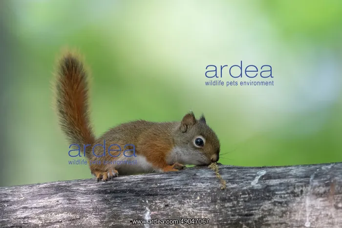 : RED SQUIRREL : RED SQUIRREL