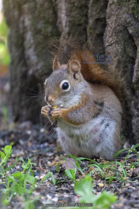 : RED SQUIRREL : RED SQUIRREL