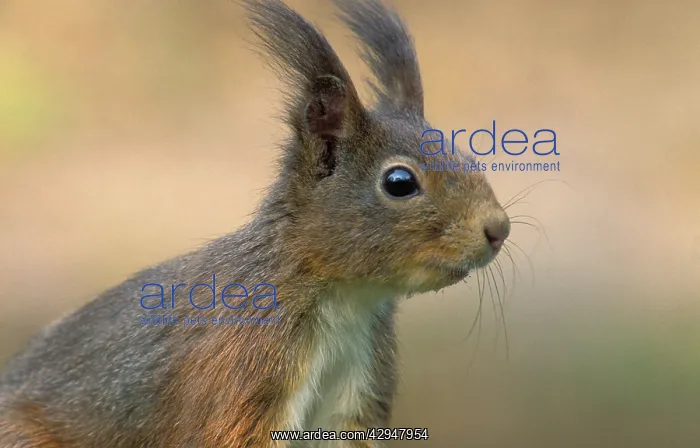 : Red squirrel - Adult : Red squirrel - Adult