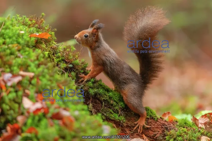 : Red squirrel - adult red squirrel searching for food in a fo : Red squirrel - adult red squirrel searching for food in a fo