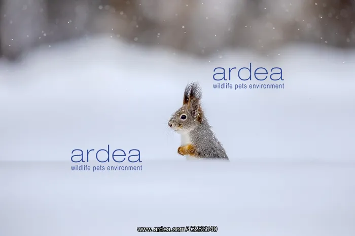 : Red Squirrel - adult squirrel sitting on thickly : Red Squirrel - adult squirrel sitting on thickly