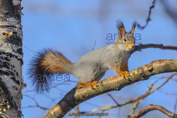 : Red Squirrel - adult squirrel on a tree branch in : Red Squirrel - adult squirrel on a tree branch in