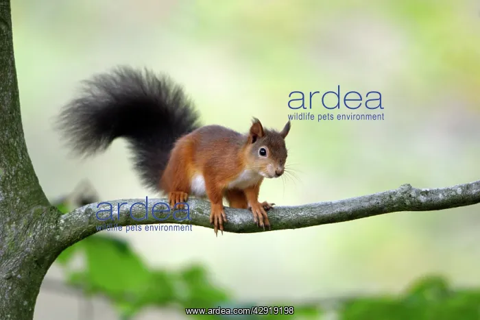 : Red Squirrel - alert on branch : Red Squirrel - alert on branch