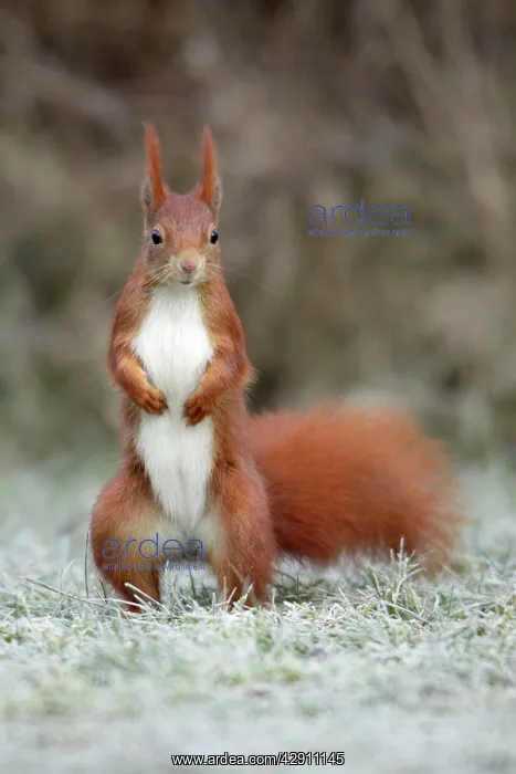 : Red Squirrel - alert on frost covered garden lawn : Red Squirrel - alert on frost covered garden lawn