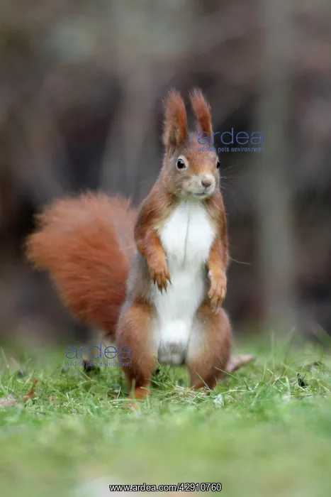  : Red Squirrel - alert on garden lawn
