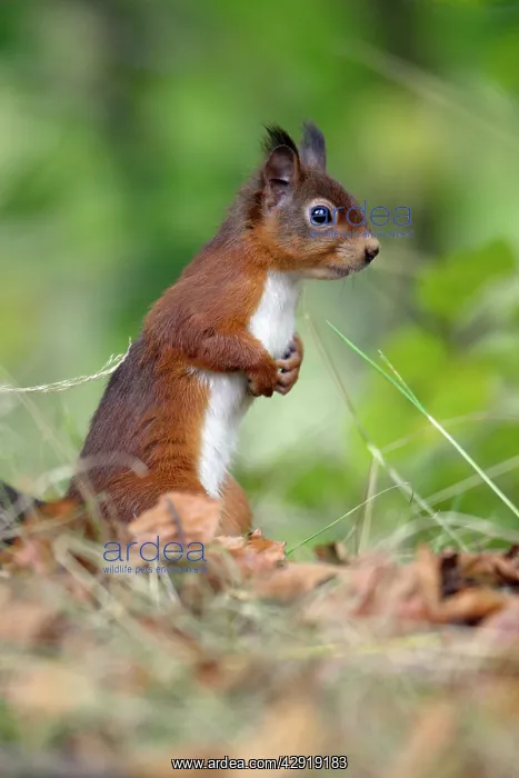 : Red Squirrel - alert on the ground : Red Squirrel - alert on the ground