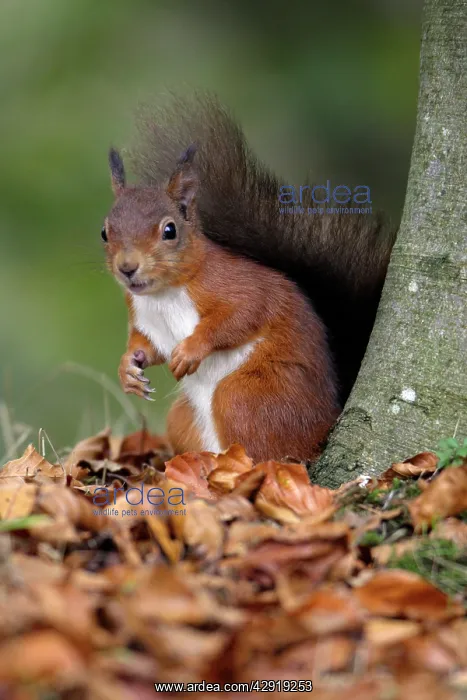 : Red Squirrel - alert on the ground beside tree stem : Red Squirrel - alert on the ground beside tree stem