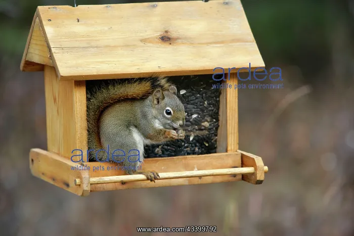 : Red Squirrel in birdfeeder, feeding on black sunflower seeds : Red Squirrel in birdfeeder, feeding on black sunflower seeds