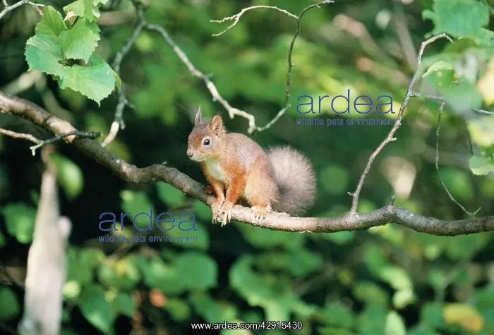 : Red Squirrel - on branch : Red Squirrel - on branch