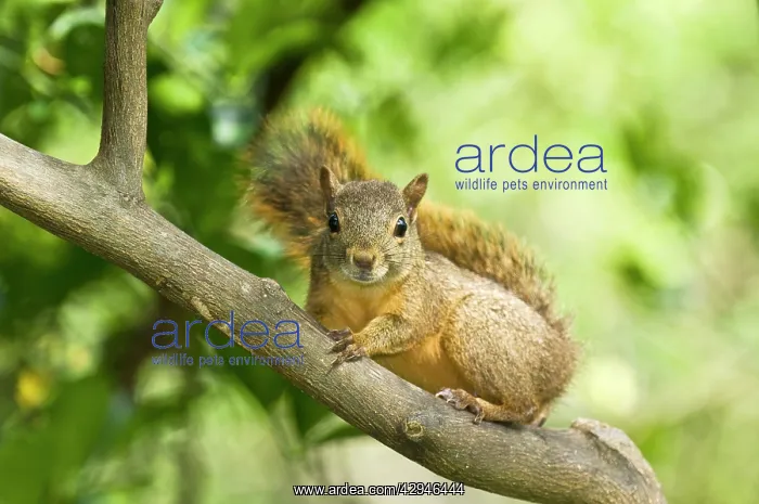 : Red Squirrel - on branch : Red Squirrel - on branch