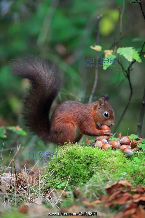 : Red Squirrel - clasping hazel nut in mouth, autumn : Red Squirrel - clasping hazel nut in mouth, autumn