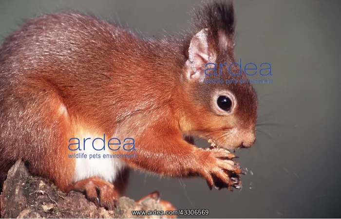  : RED SQUIRREL - close-up with nut