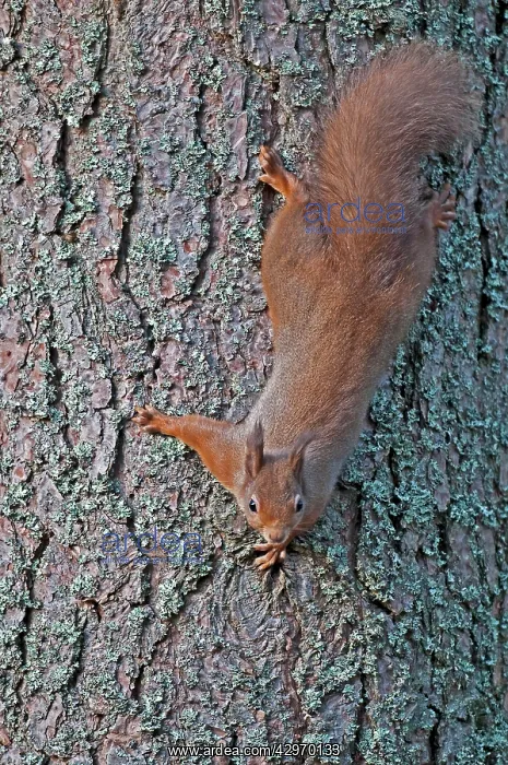  : Red Squirrel - coming down tree trunk head first