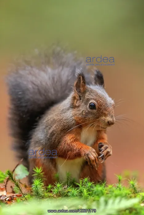 : Red squirrel - darker complexed adult red squirrel sitting o : Red squirrel - darker complexed adult red squirrel sitting o