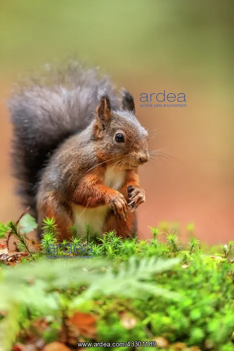 : Red squirrel - darker complexed adult red squirrel sitting o : Red squirrel - darker complexed adult red squirrel sitting o