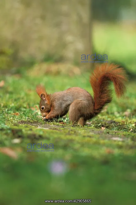 : Red SQUIRREL - digging : Red SQUIRREL - digging