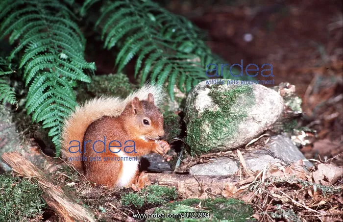 : RED SQUIRREL - eating : RED SQUIRREL - eating